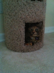 Athena, looking on judgingly from her cat-condo.